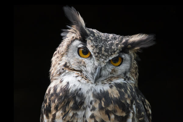 portrait of an eagle owl very close up with black background and