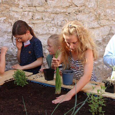 Die Kräuter wurden unter den Kindern verteilt, um dann eingepflanzt zu werden. 3