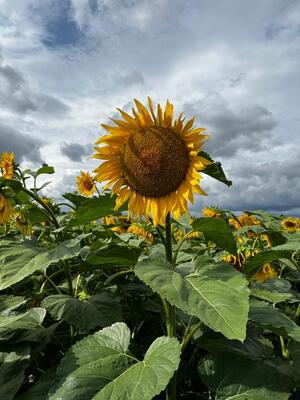 Sonnenblume 26.07.2023