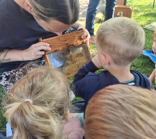 Bienenschwarm im AWO Kinderhaus an der Ilse - September 2023 - Kannst du die Knigin entdecken