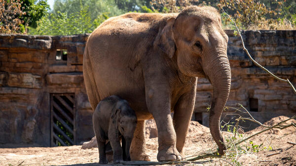 A female Asian Elephant with her calf