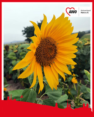 Sonnenblume