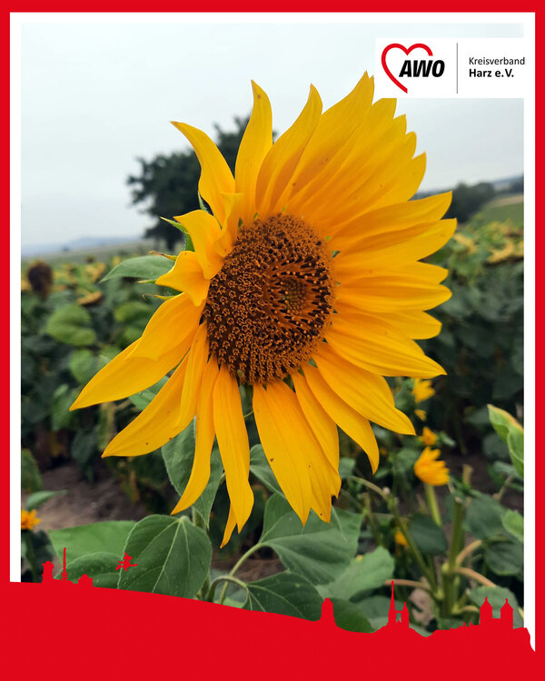 Sonnenblume