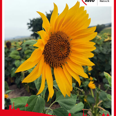 Sonnenblume