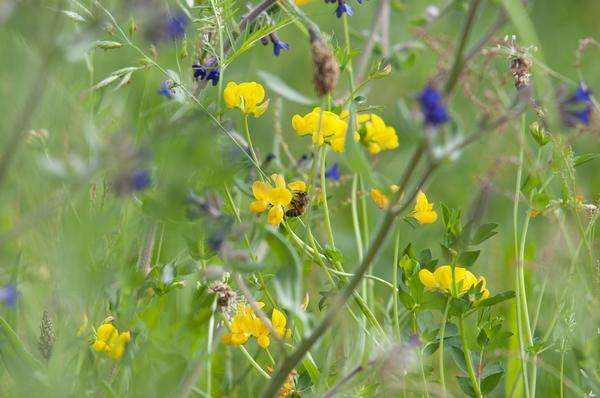 fenugreek-5257912_1920