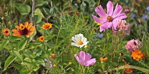 wild-flowers-3592934_1920
