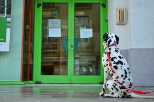 dog-2971008_1920